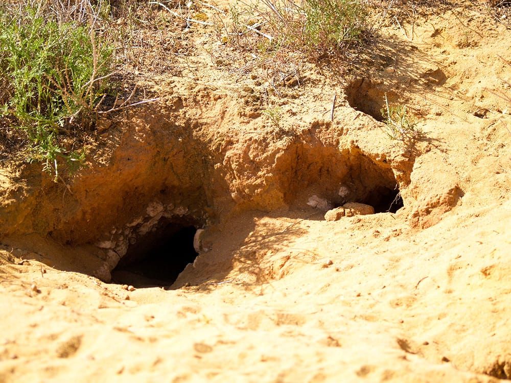 Government to blow rabbit warrens sky high post image