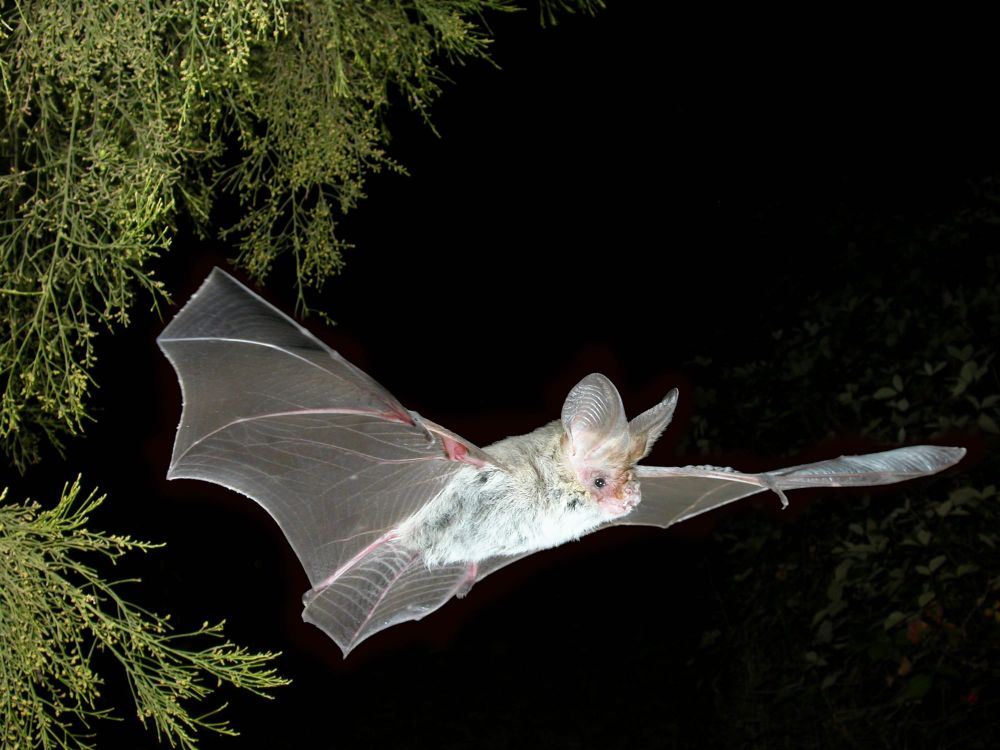 Ultrasonic sound detects bats in Chowilla post image