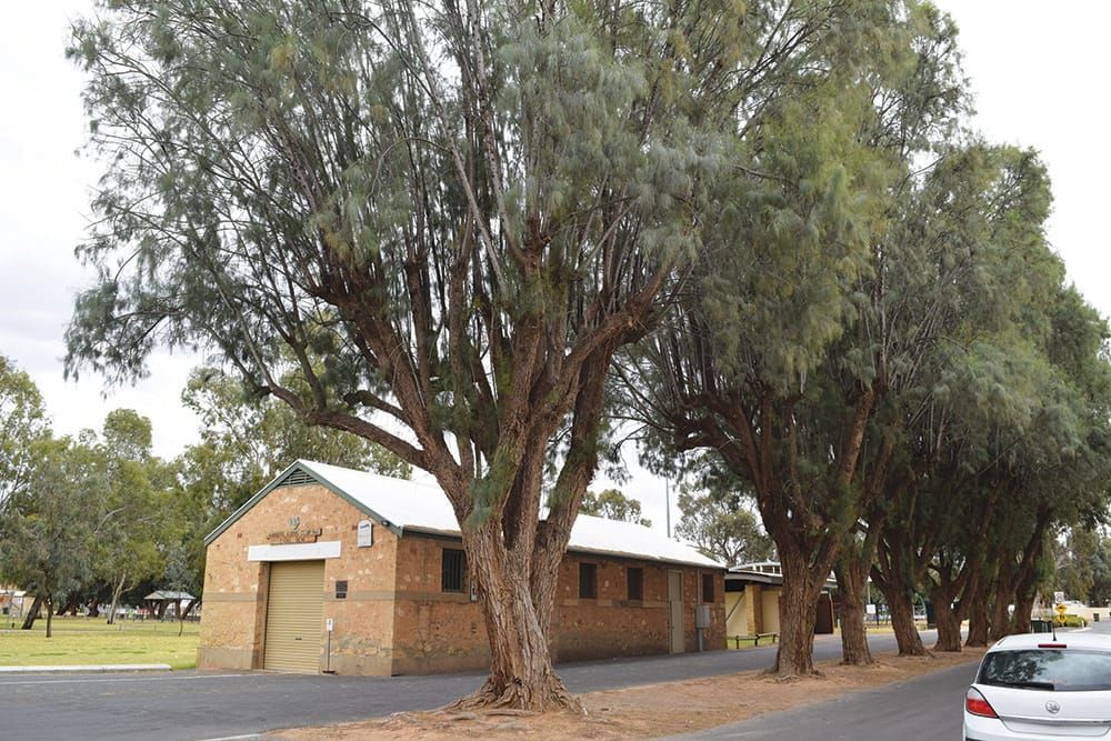 Potential tree removal stirs outrage among Waikerie residents… STUMPED post image