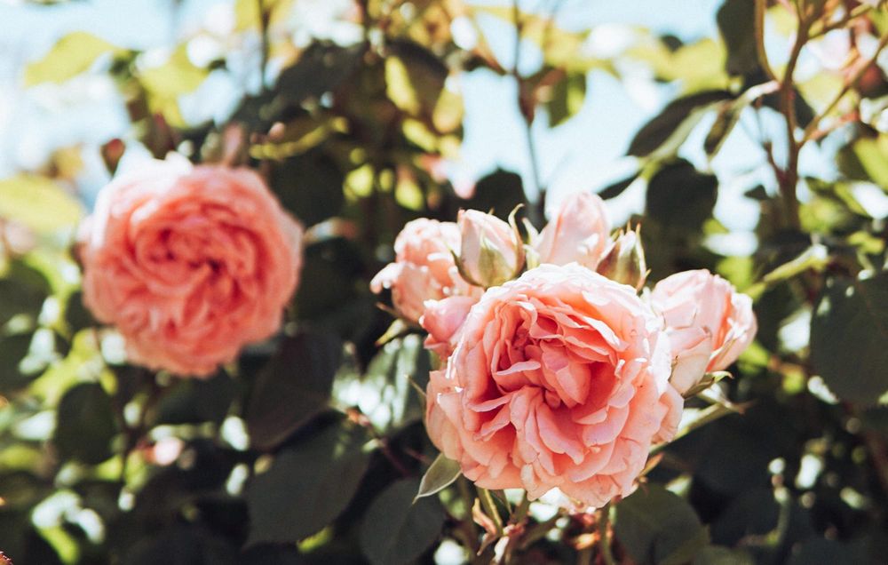 Stop and smell the roses at iconic festival post image