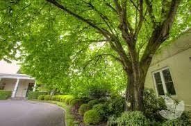Arguing about trees? Blame The Block, Covid post image