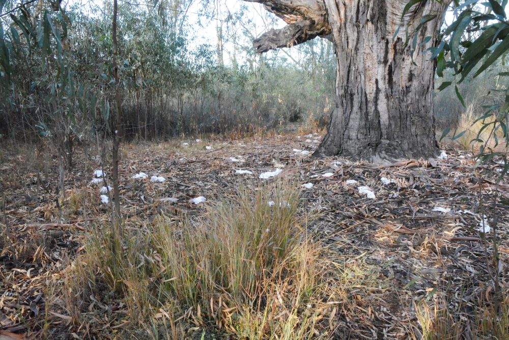 Long-awaited clean-up for Thiele’s Sandbar post image