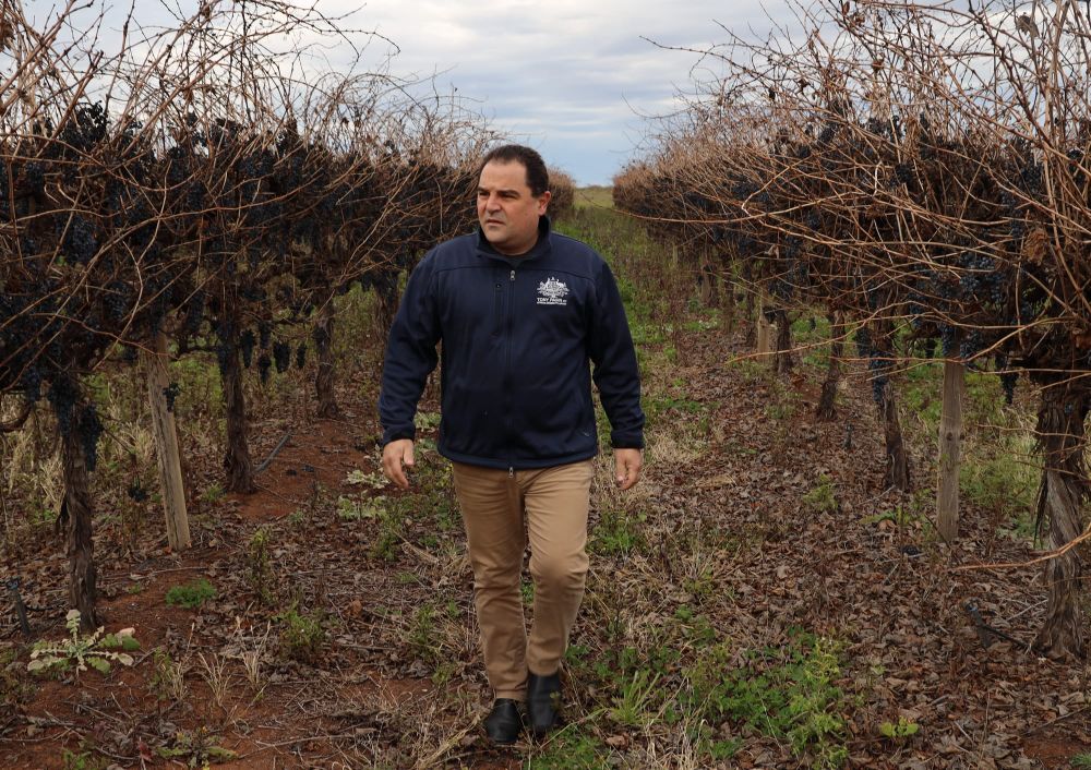 Our grape growers forgotten again? post image