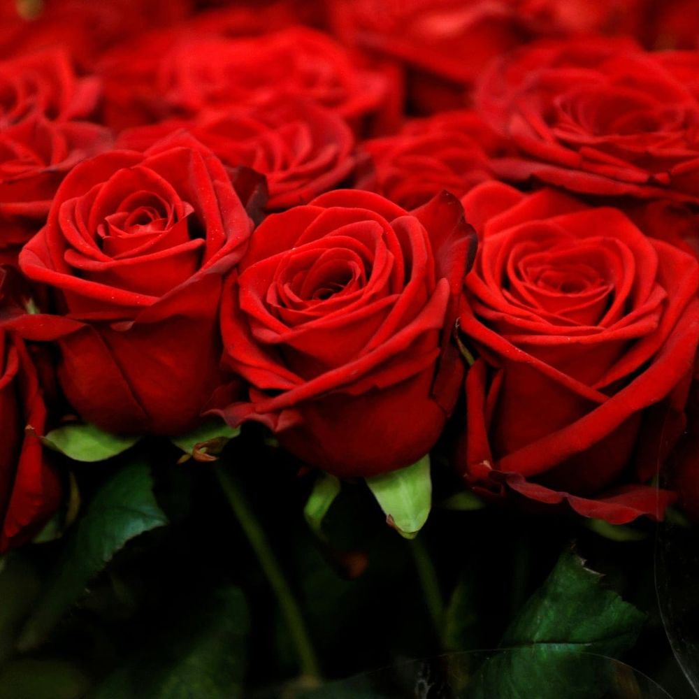 Rose Festival organisers snip Loxton Waikerie council claims post image