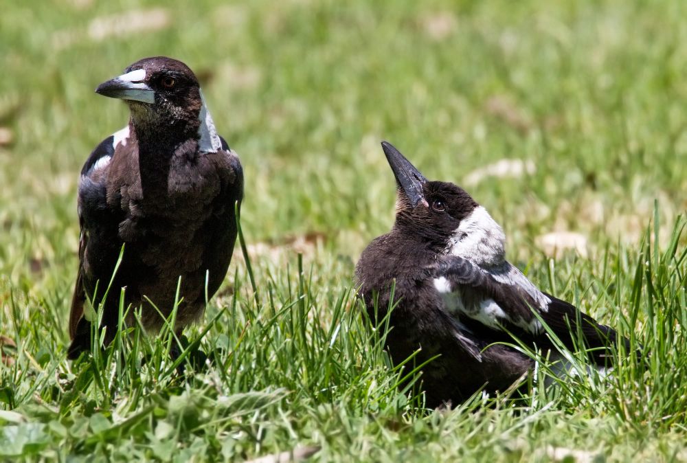 Swooping season around the corner post image