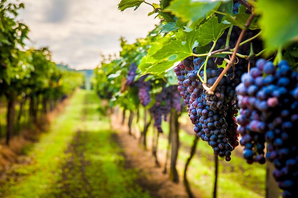 Grape expectations for new CEO post image