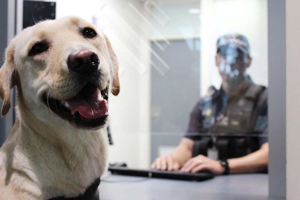 New animal management fees adjusted to cost of living post image