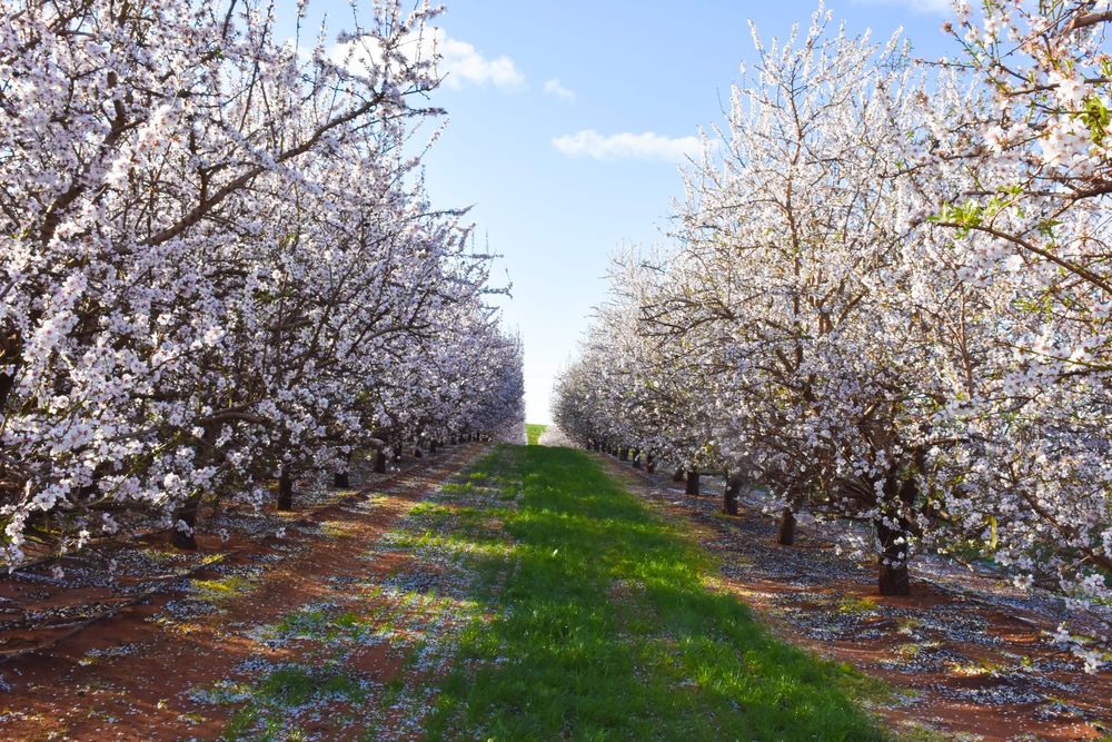 National almond crop expected to more than double for 2024 harvest post image