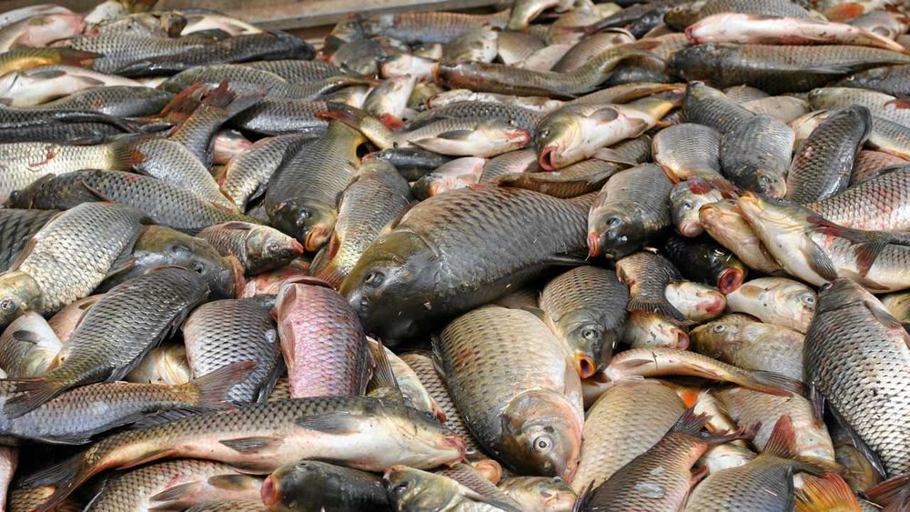 Carp numbers ‘explode’ as native catches slow post image