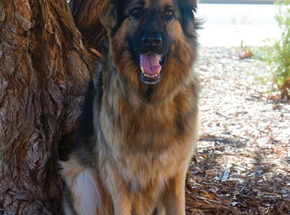 Riverland community says farewell to furry companion post image