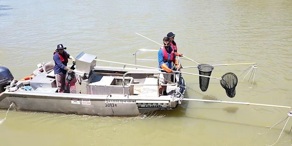 Electrofishing demonstration live in Renmark today post image