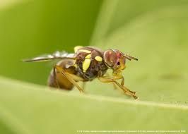 SA visitors’ fruit fly plea post image
