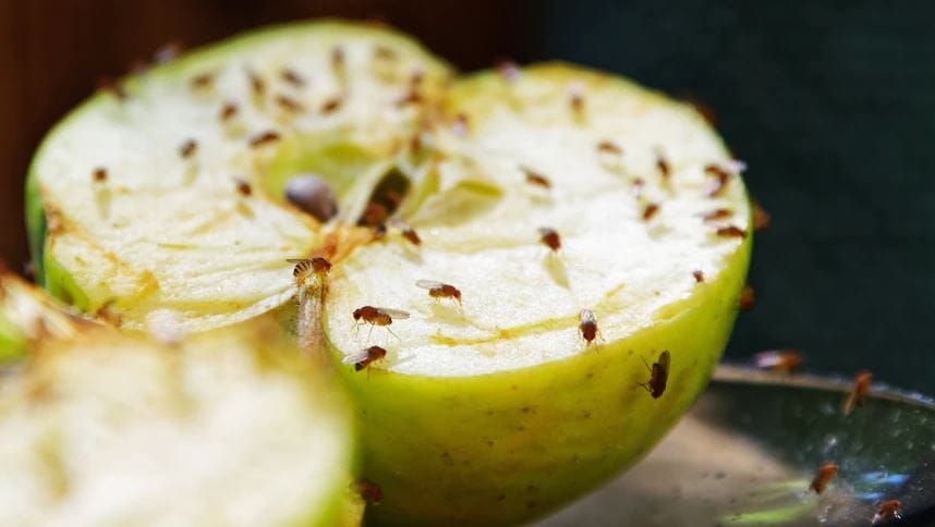 Fruit fly changes set to ‘relieve a lot of pressure’ post image