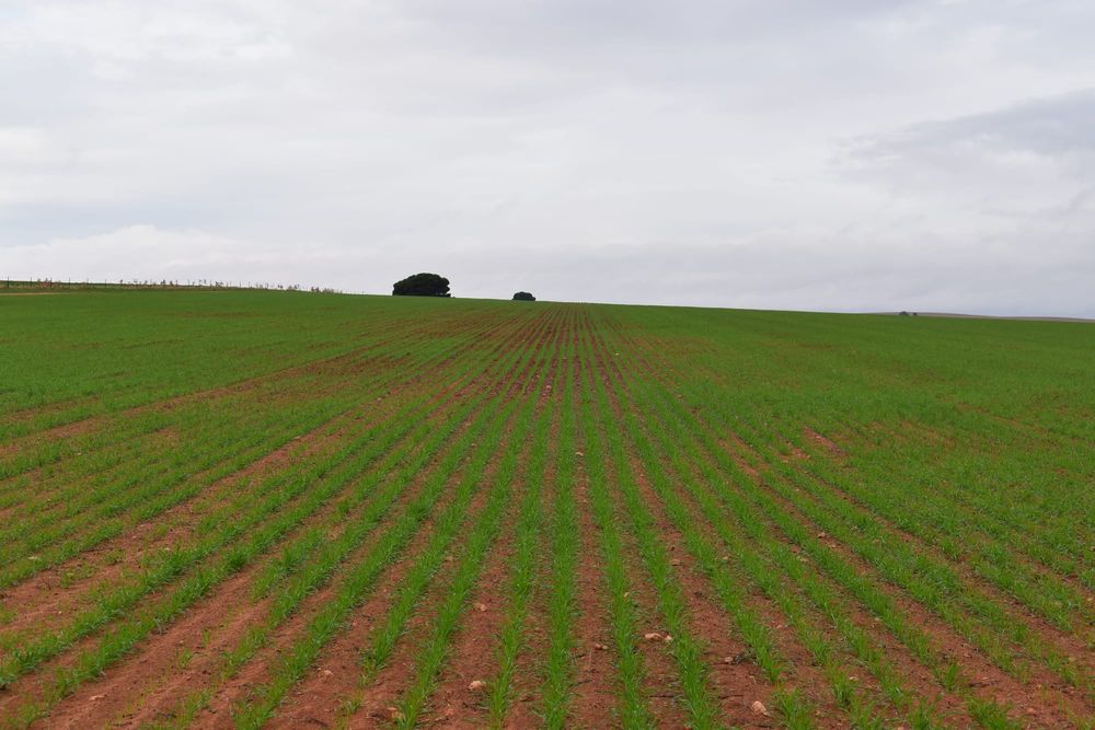 Improved farming practices boosting crop performance post image