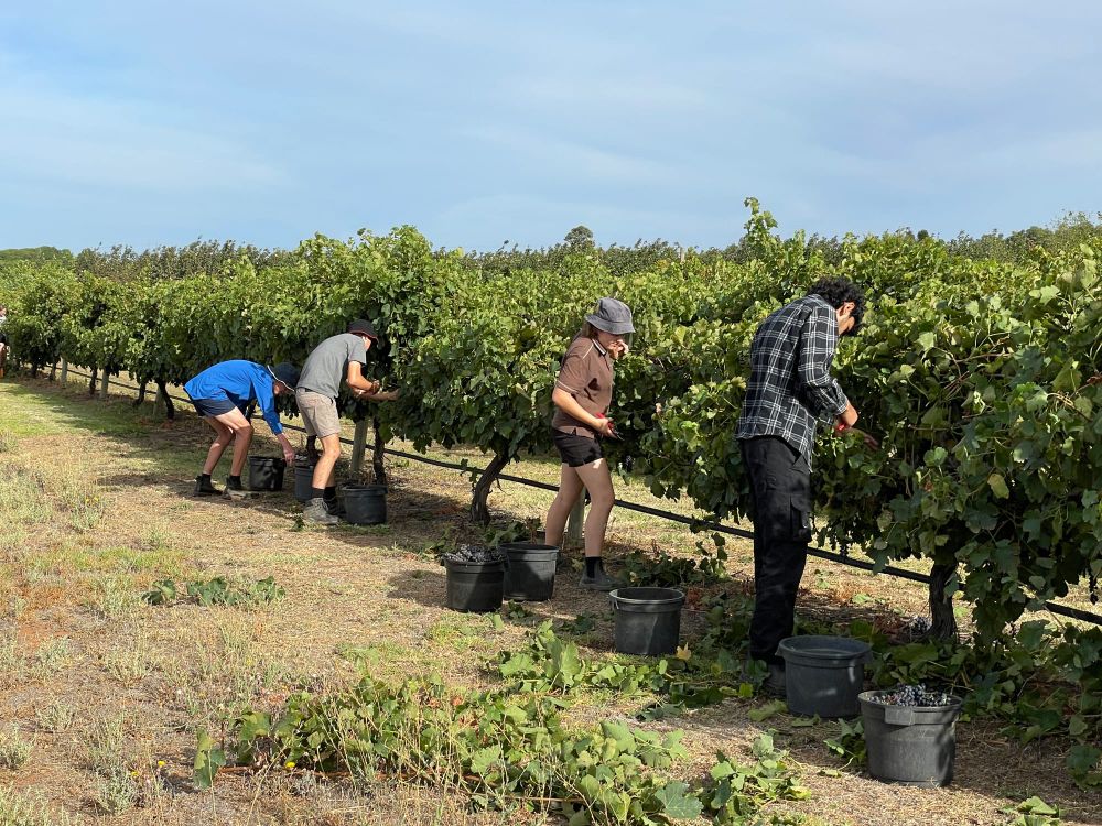 Wine industry catastrophe? post image