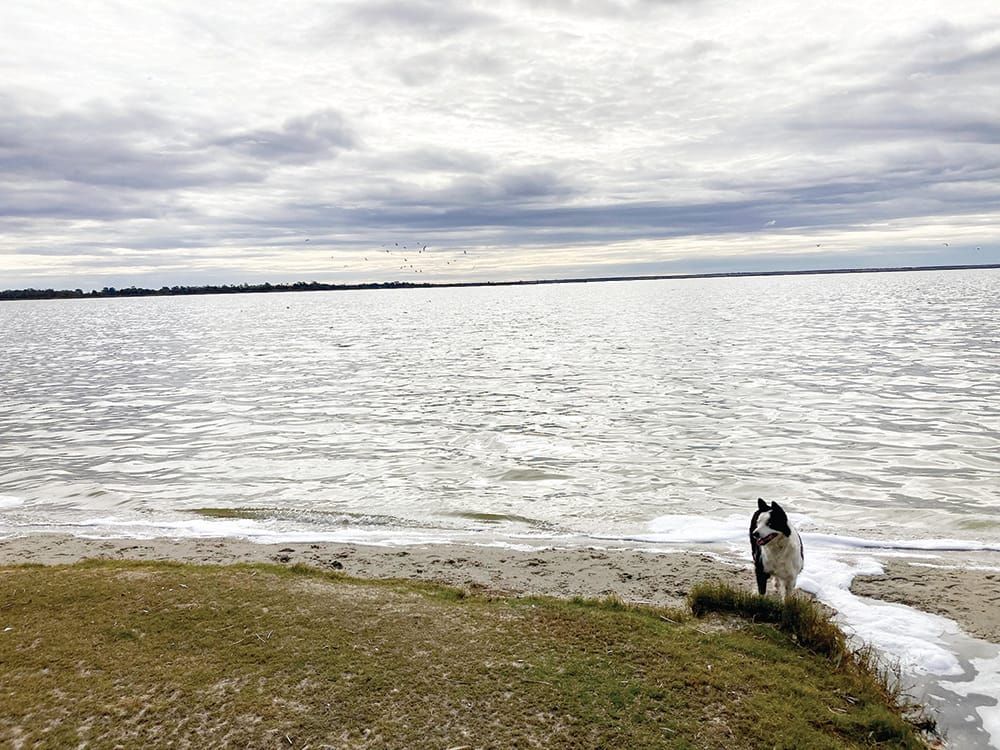 Ewe herd the one about the soggy sheep? post image