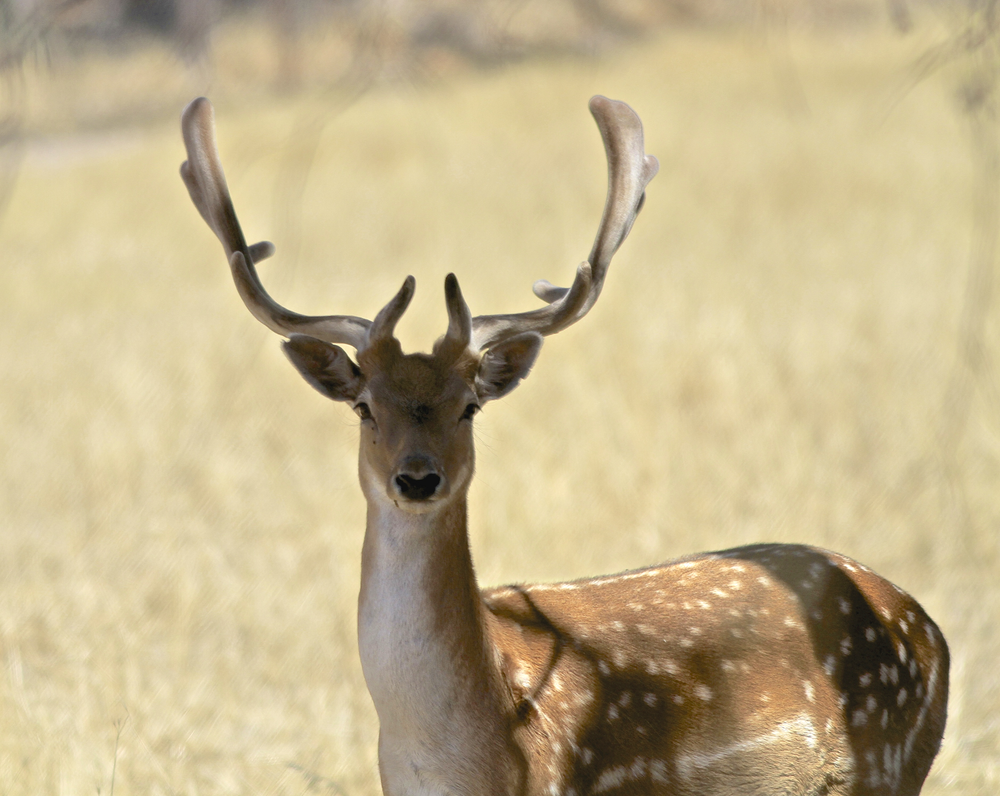 Feral Deer program thriving in the region post image