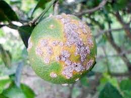 Funds to improve citrus disease detection post image