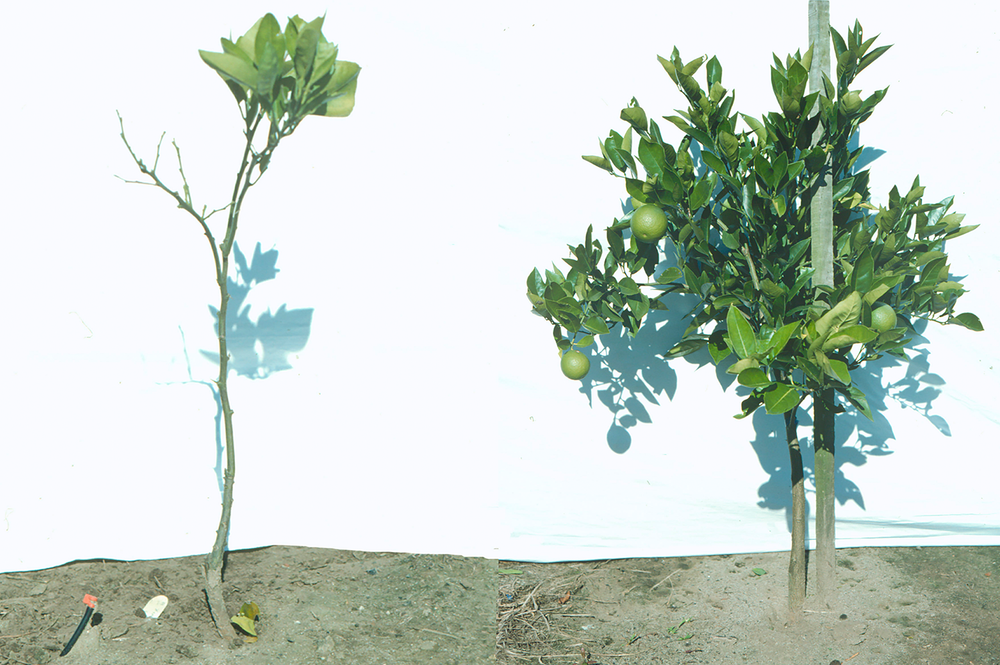 New vaccine set to combat citrus virus, welcomed in SA post image