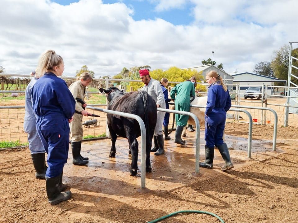 Student lament no-Show post image