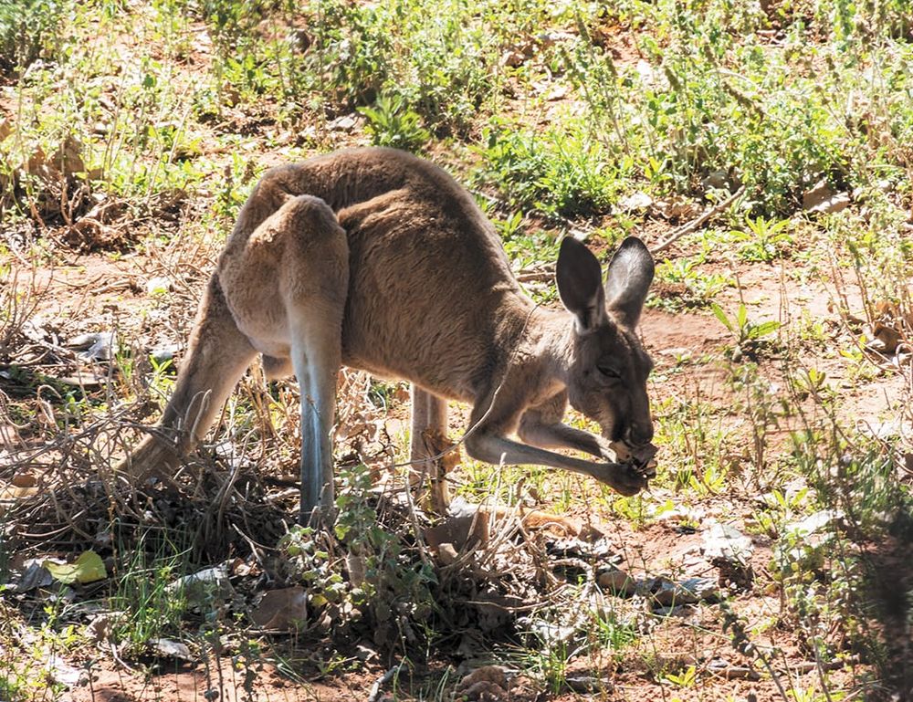 DEW looks into trapped roos? post image