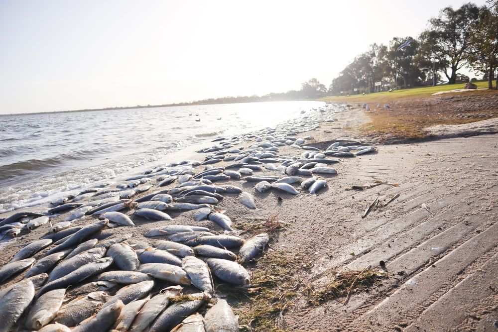 Barmera fish fight post image