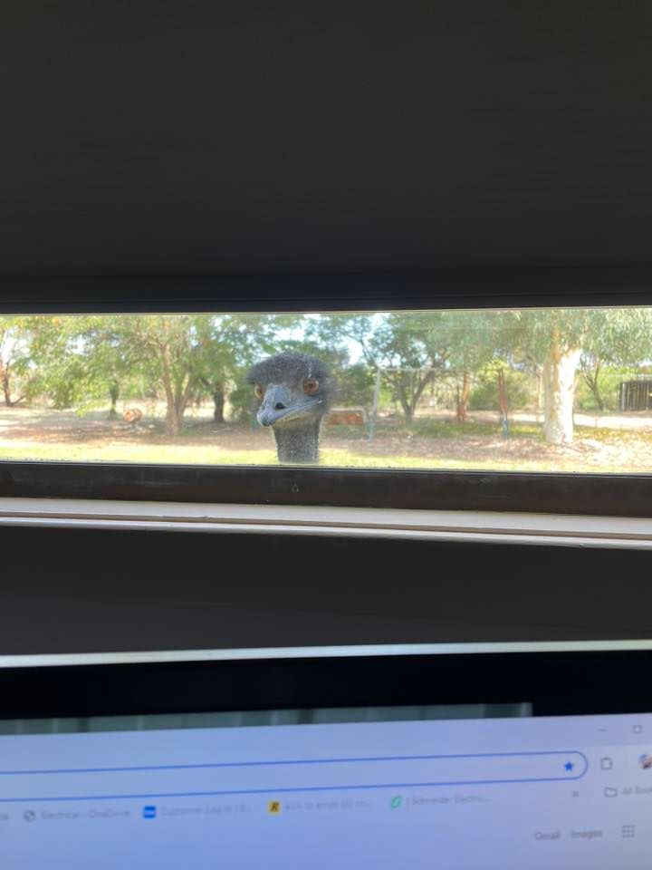 How far our pets have come post image