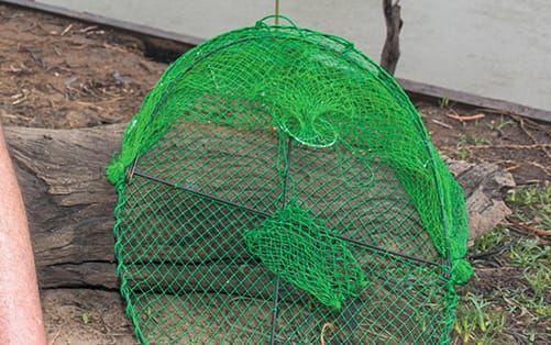 Yabby thieves just shellfish post image