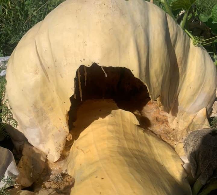 Pump-king to be crowned post image