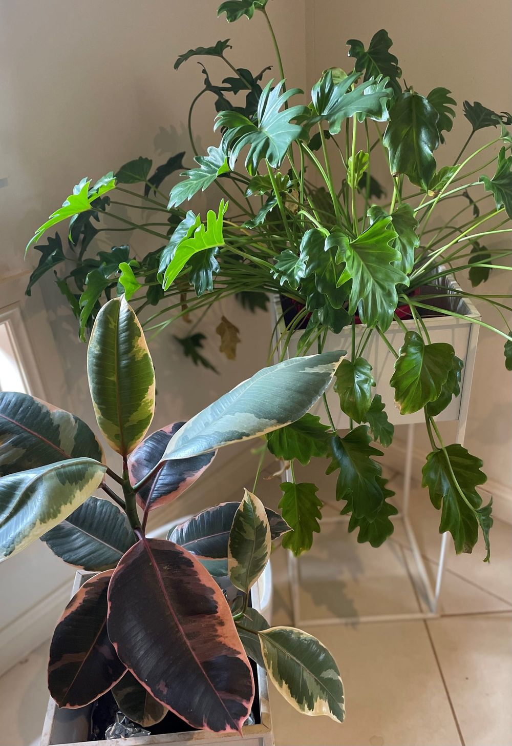 The Fair-Weather Gardener post image