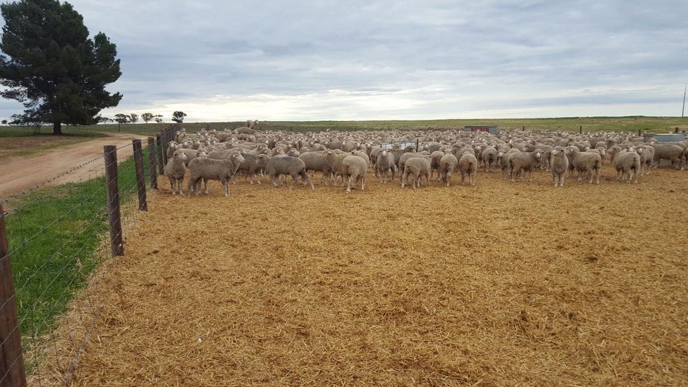 Time for a sticky beak in Wunkar post image