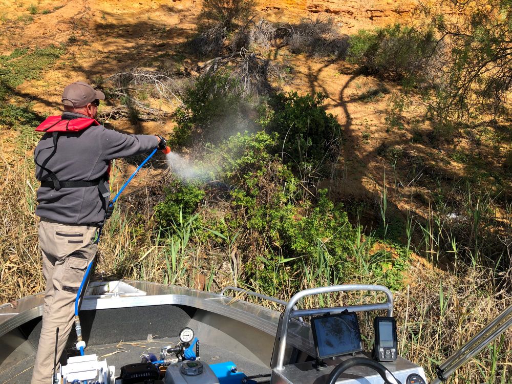 Weed warriors protect the Murray post image