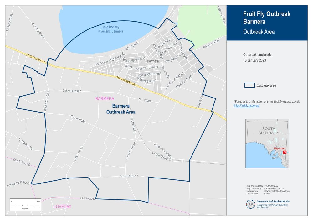 Barmera nectarines fall victim to fruit fly post image