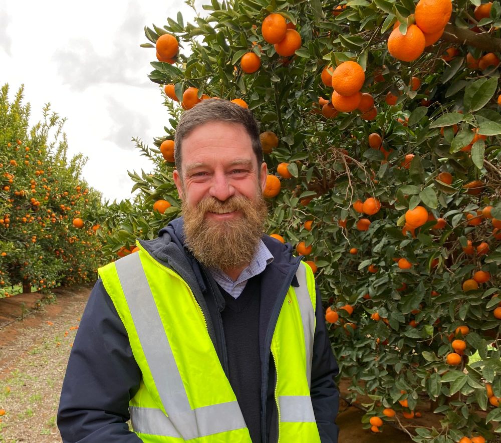 Citrus growers encouraged to ‘review, respond, relaunch’ post image