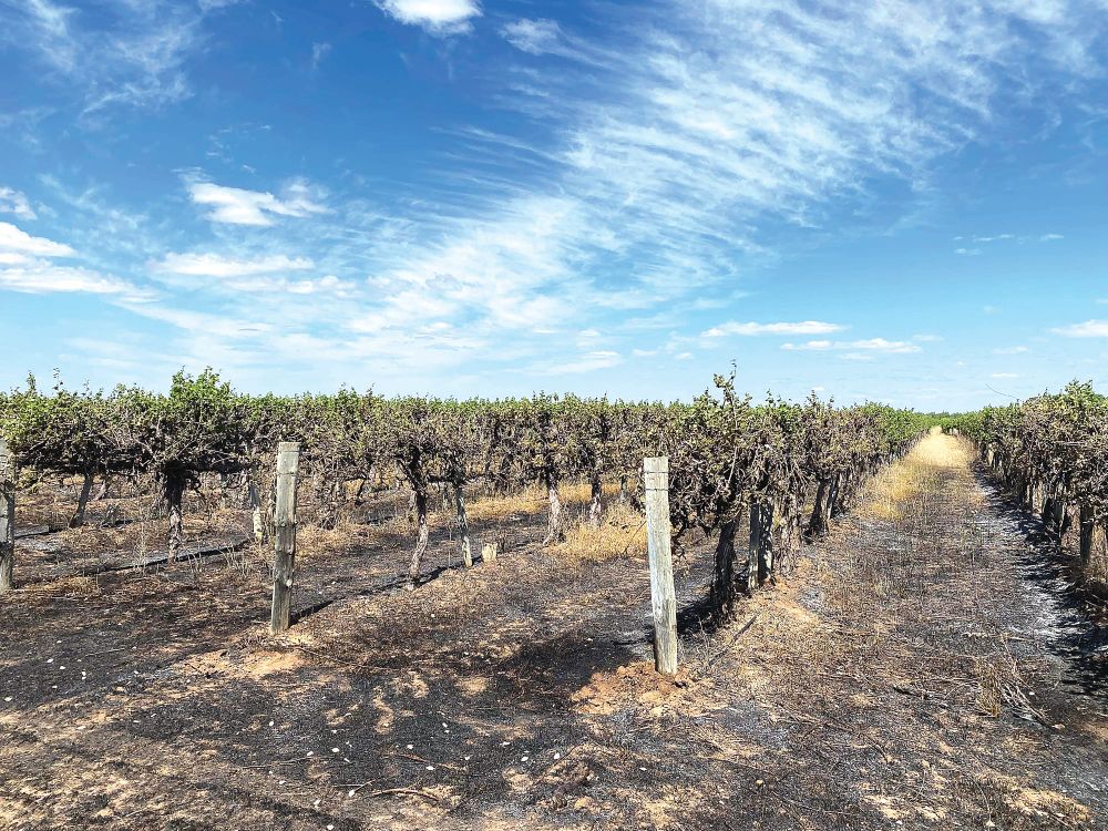 Grass fire at Renmark South post image