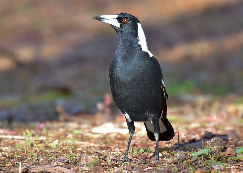 Bird swooping: know what to expect this spring post image