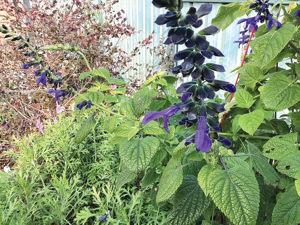 The Fair-Weather Gardener post image