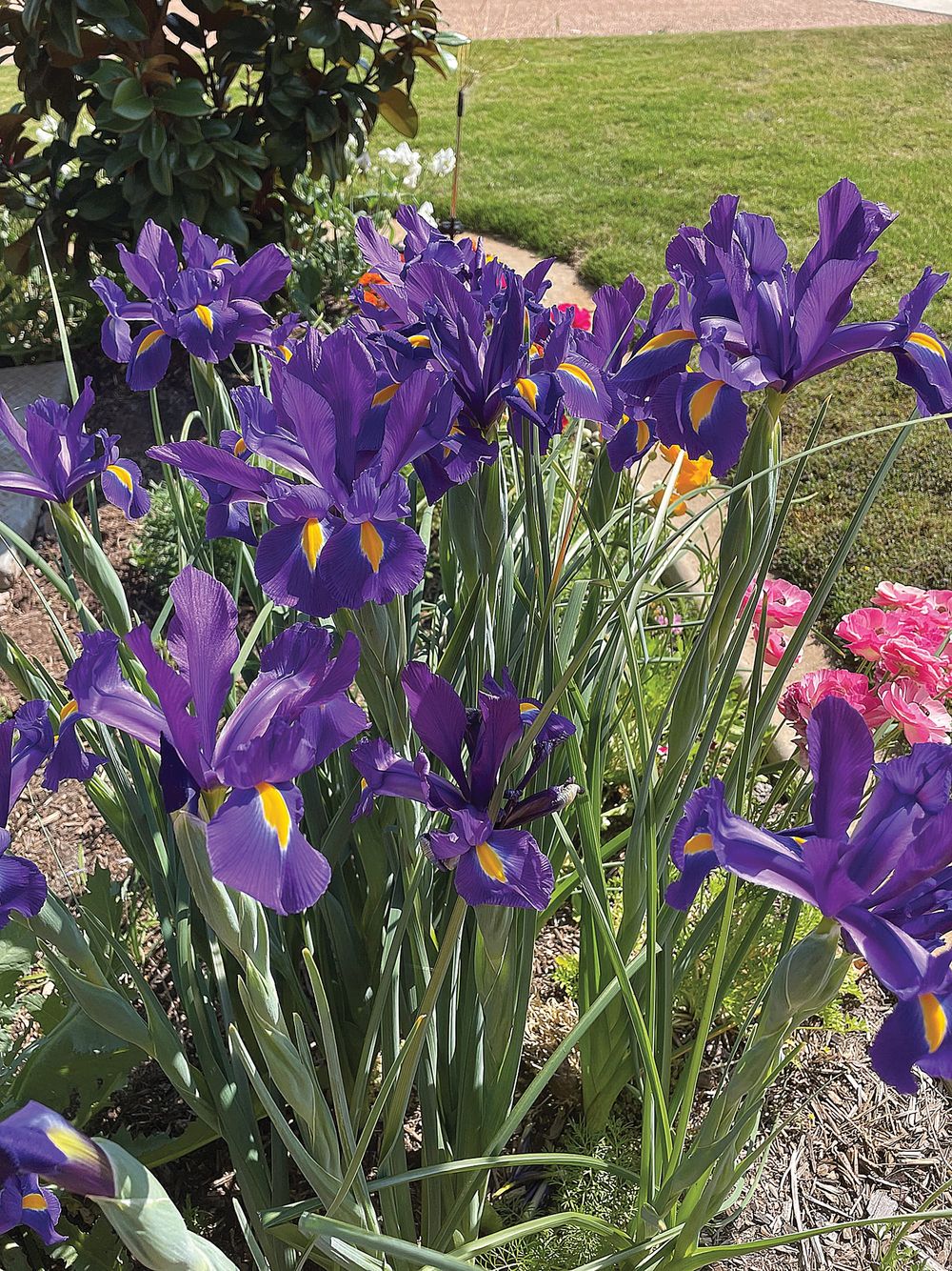 The Fair-Weather Gardener post image