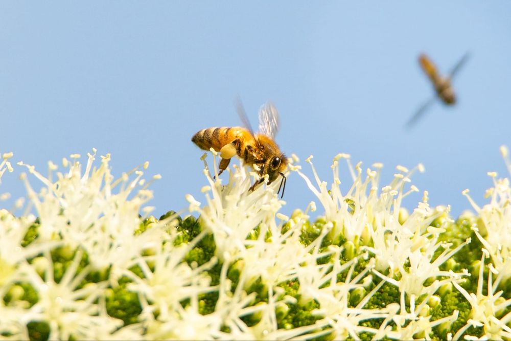 Grant funding available to plant trees for bees post image