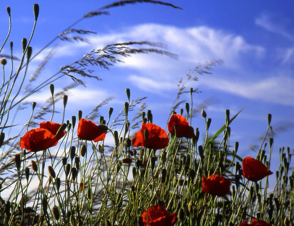Bringing support to Riverland veterans post image