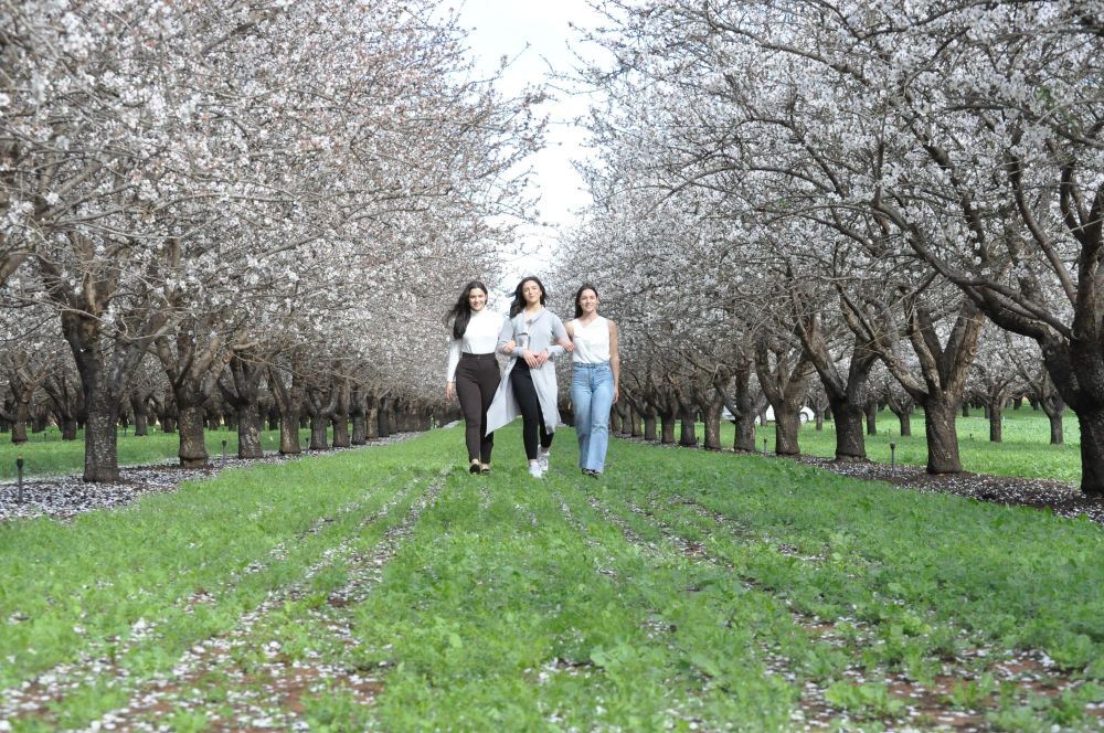 Local almonds in bee-utiful bloom post image