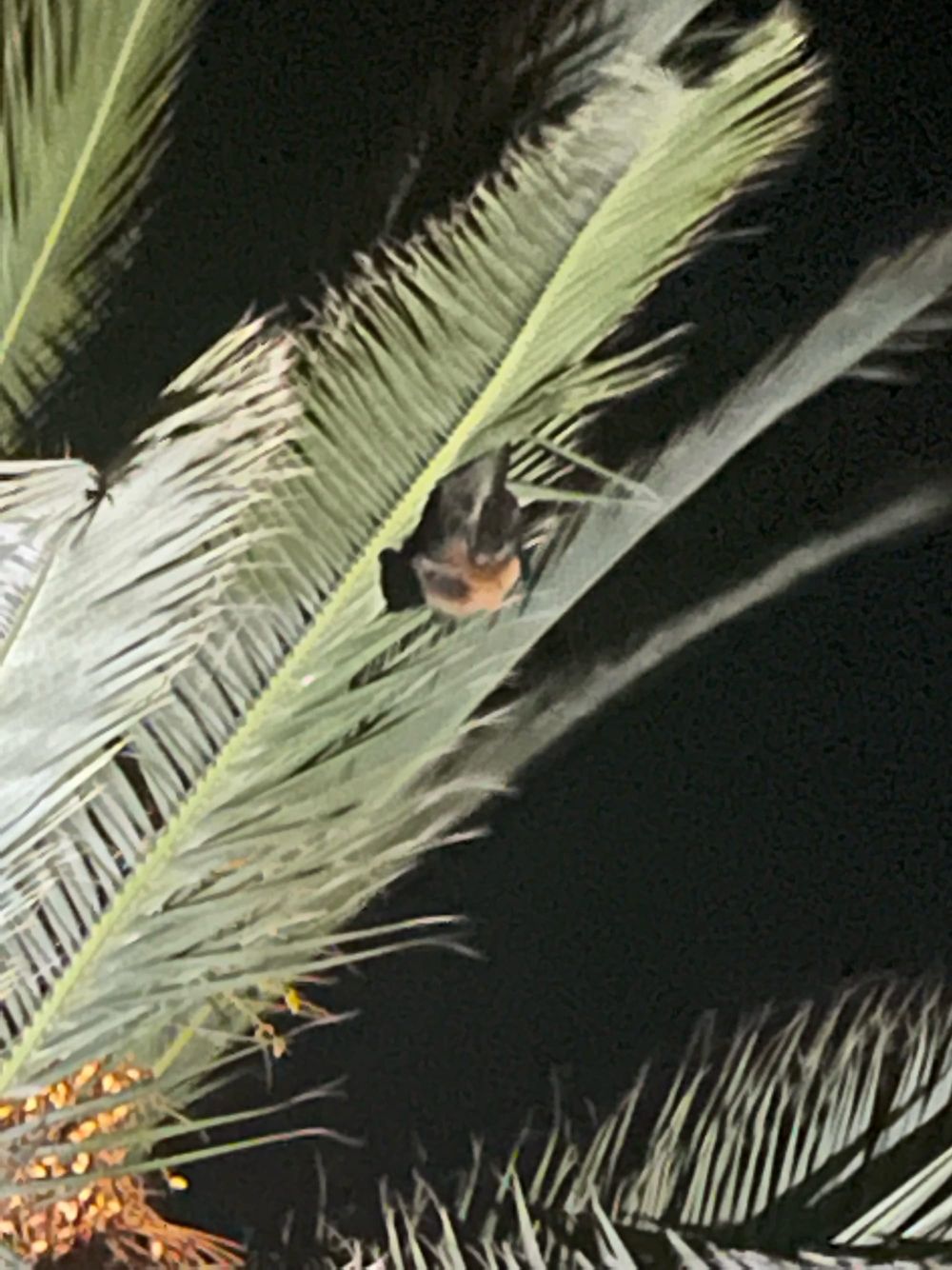 Grey-headed flying foxes spotted in the region post image