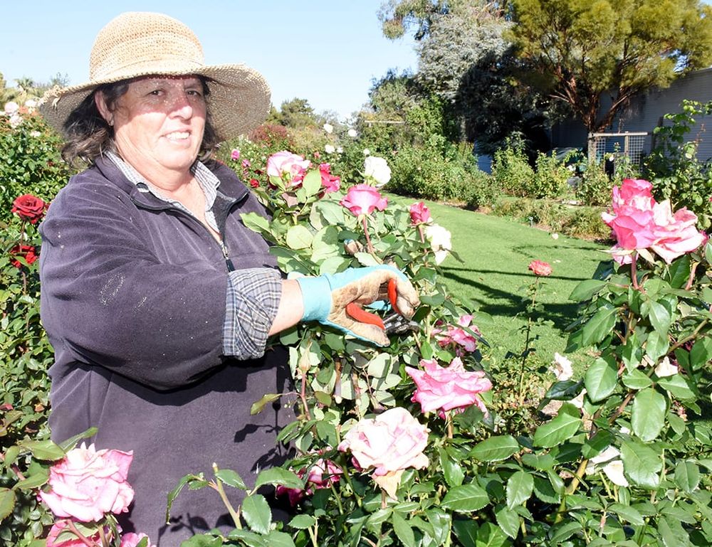 Festival set to bloom this year post image