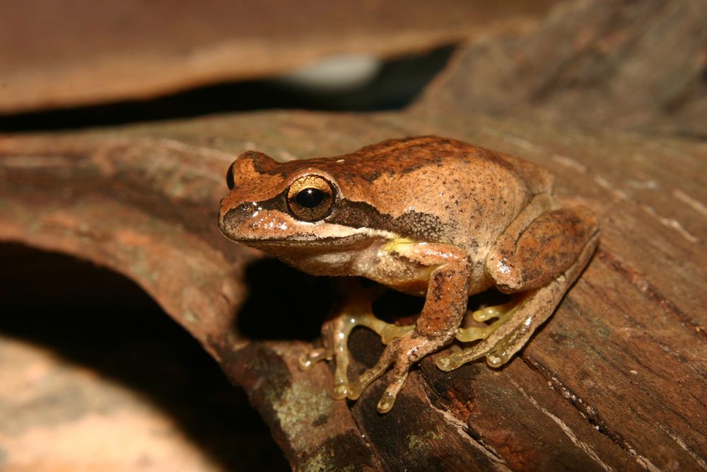 Riverlanders contributing to help frog observation initiative post image