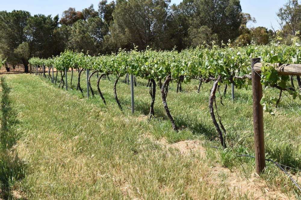 Riverland politicians unimpressed by latest wine industry support… ‘BAND-AID’ SOLUTION post image