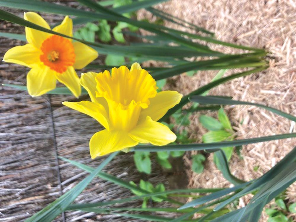The Fair Weather Gardener column post image
