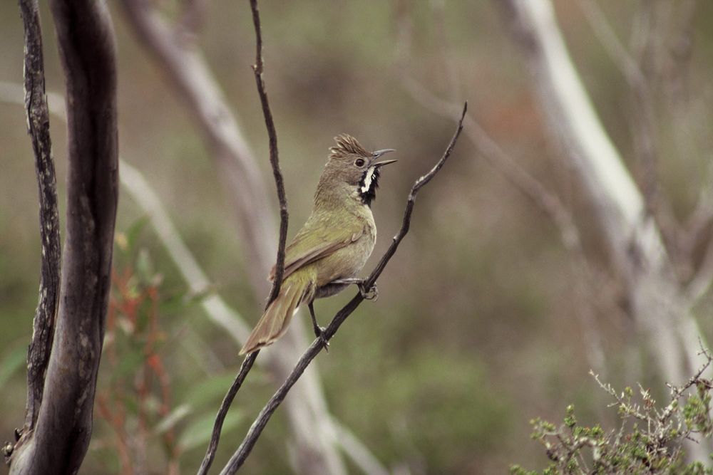 Endangered whipbird found in enviro park post image