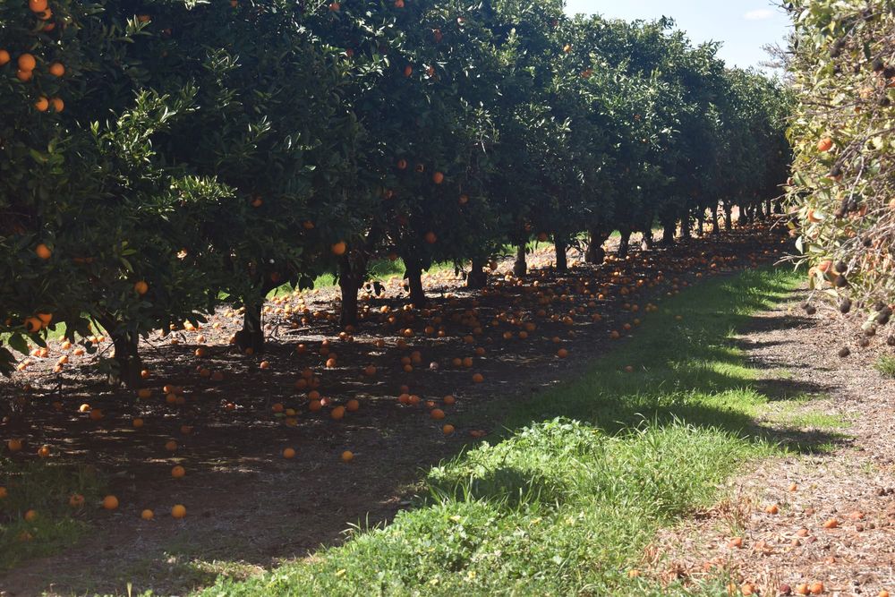 PIRSA vows to lead by example in Riverland fruit fly battle post image