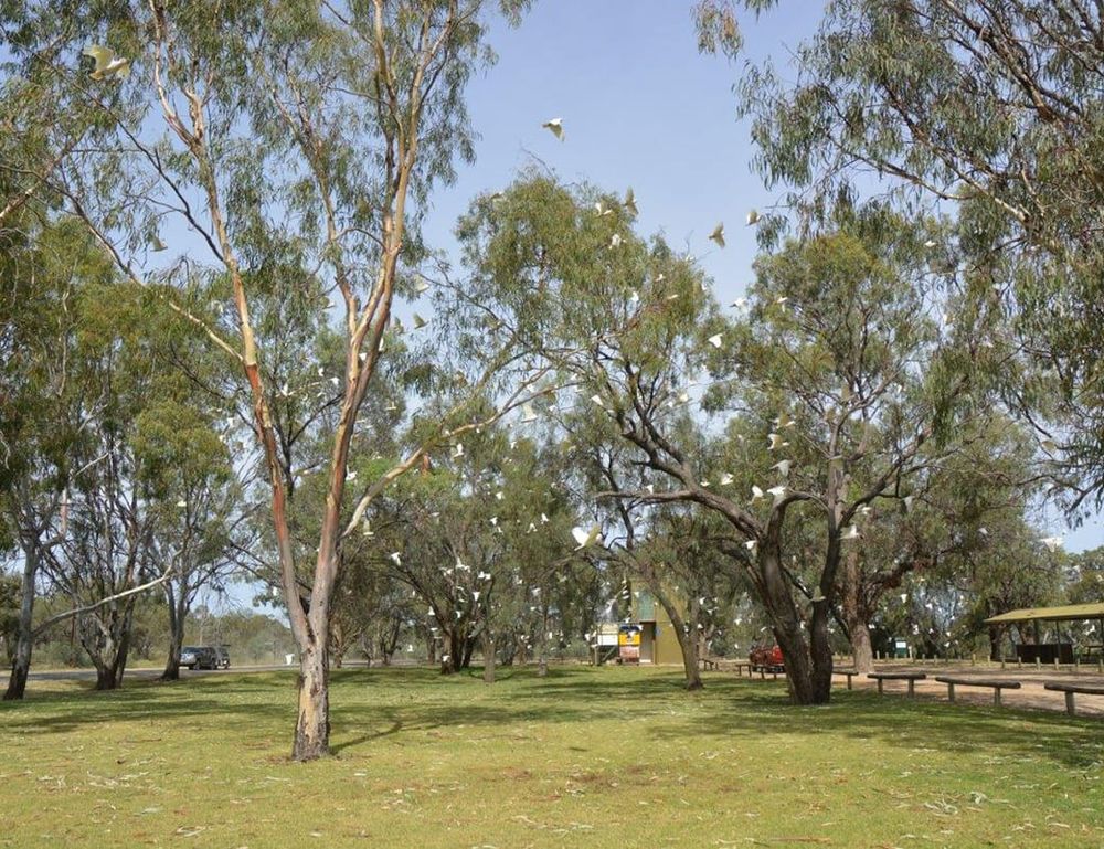 Councils combat corellas post image