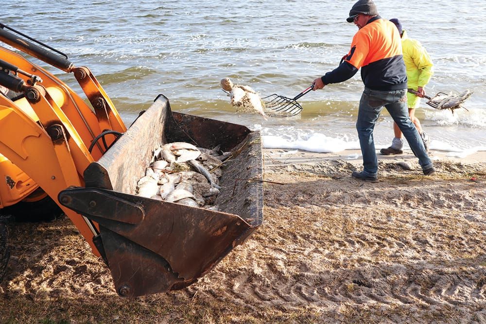 Fish kill hits 100,000 post image